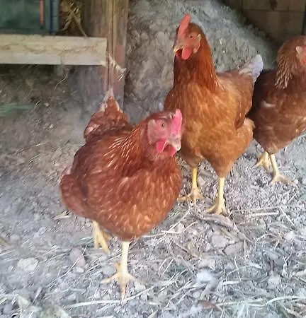 Bed and breakfast La Palazza 3*