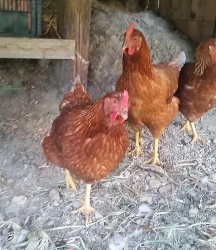 Alojamento de Acomodação e Pequeno-almoço La Palazza 3*